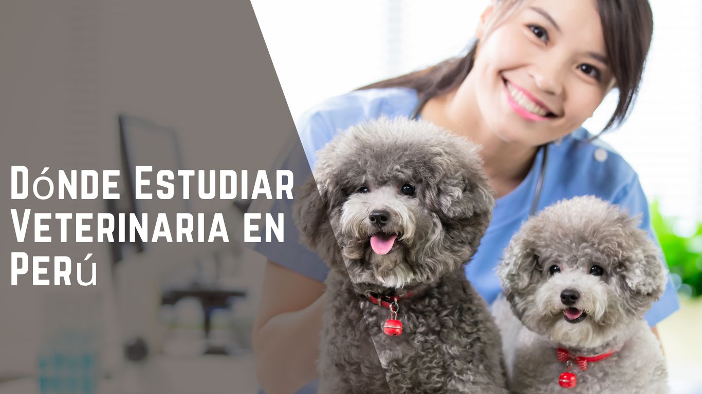 Dónde Estudiar Veterinaria